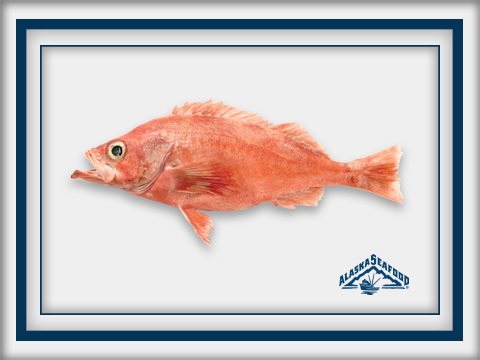 美国阿拉斯加岩鱼