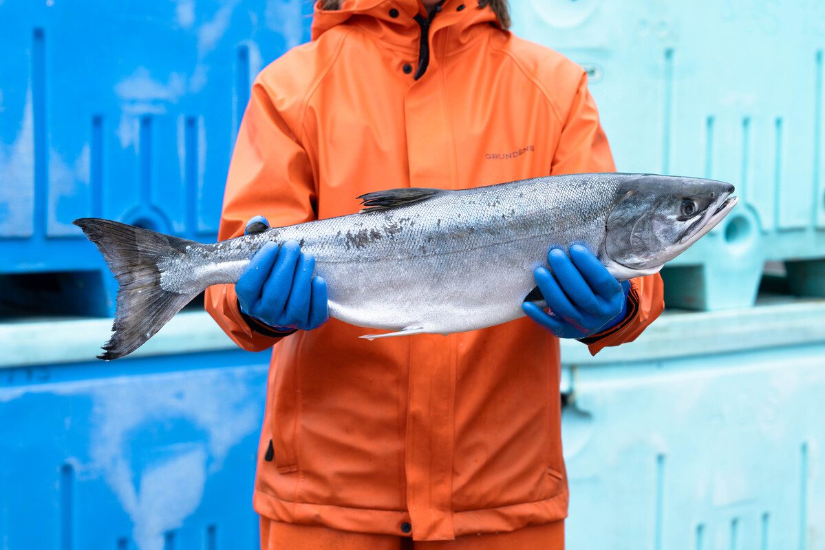 阿拉斯加三文鱼