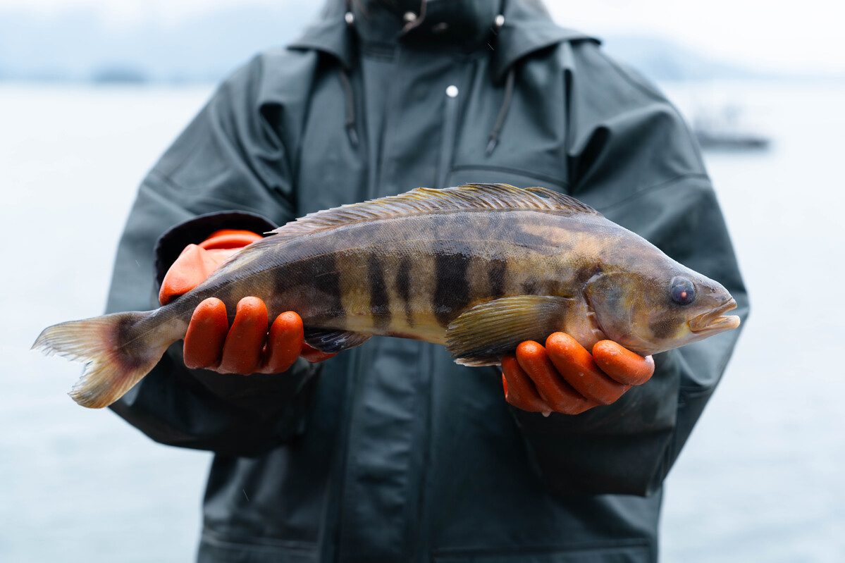 阿拉斯加阿特卡鲭鱼