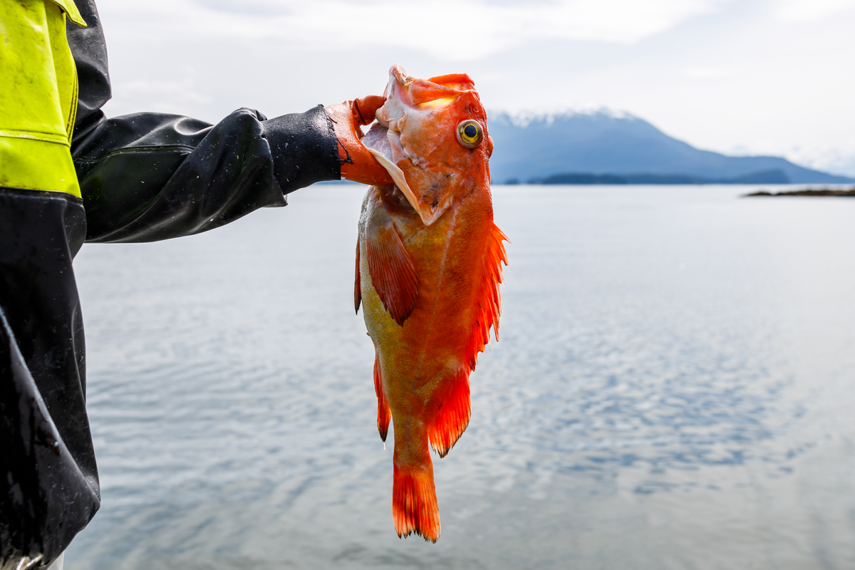 阿拉斯加红鱼