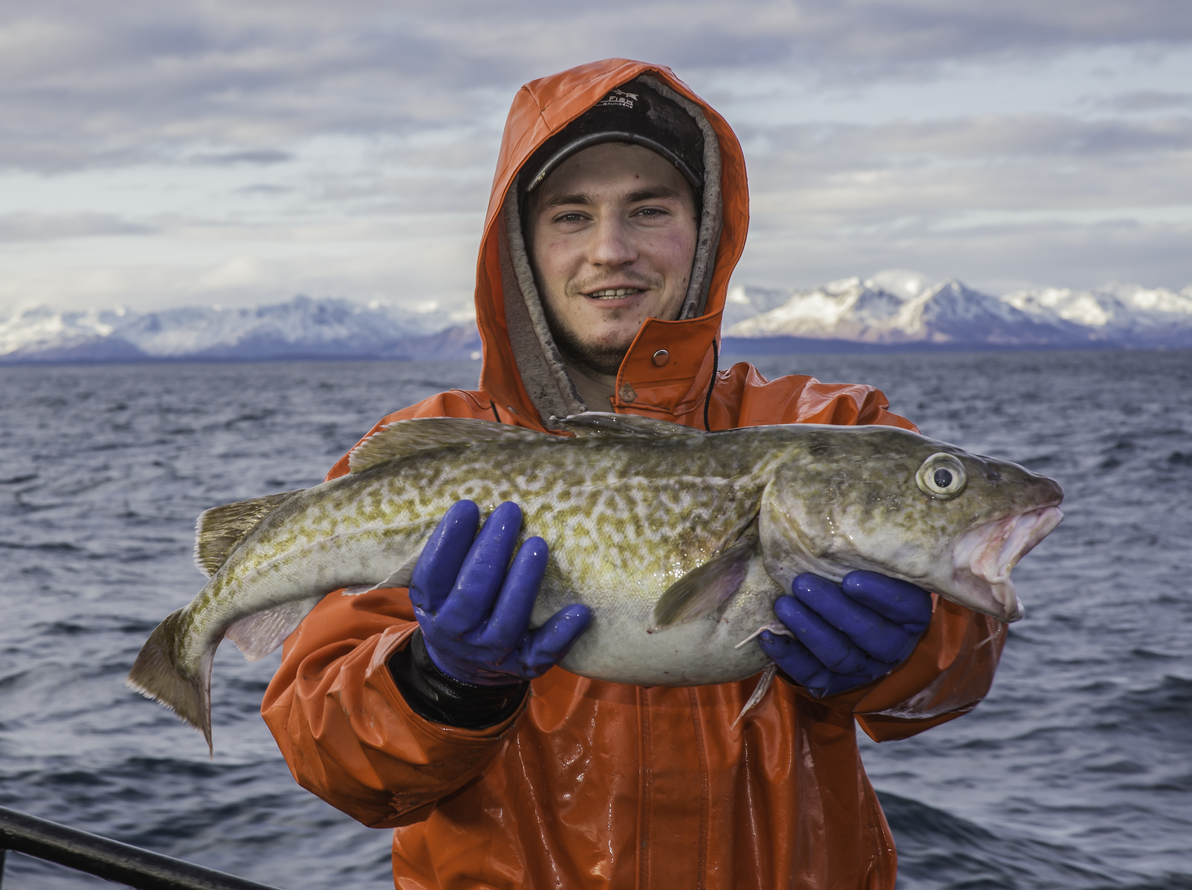 阿拉斯加真鳕鱼