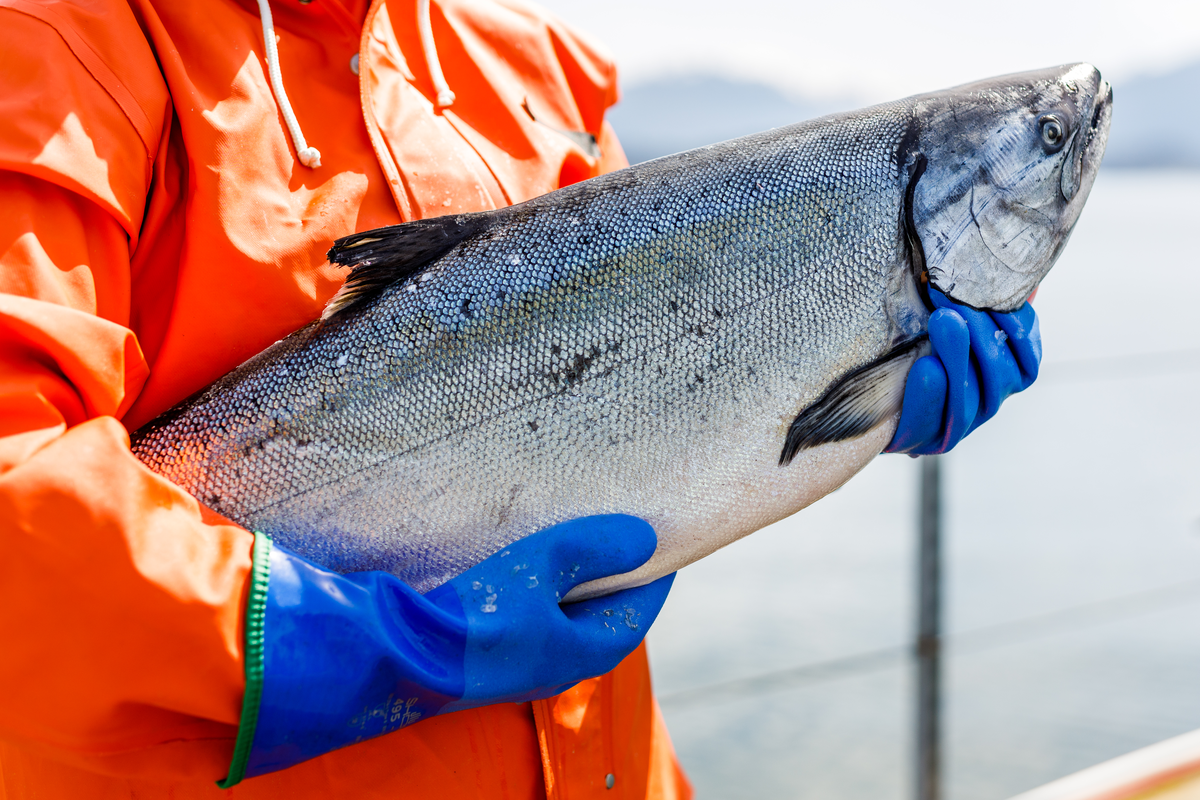 阿拉斯加三文鱼