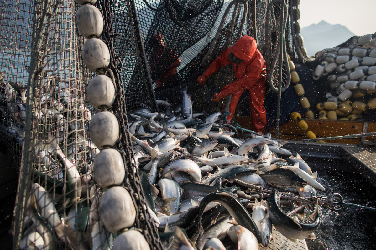 阿拉斯加三文鱼捕捞